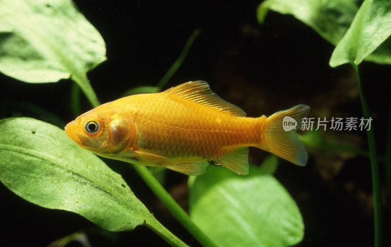 金鱼(Carassius auratus)